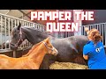 Pamper Queen Uniek. She deserves it! Rising Star is a little sick | Friesian Horses