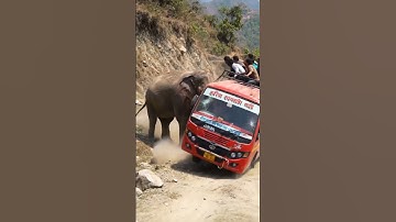 Elephant Pushes Bus Off Narrow Cliff Road 😱 | Terrifying AI Jungle Moment | Shorts