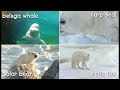 Arctic Biome Benchmark Project