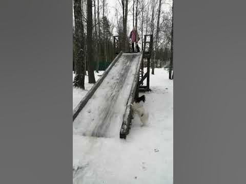 Собака скатывается с горки - YouTube