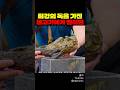 최강의 독을 가진 물고기에게 찔리면
