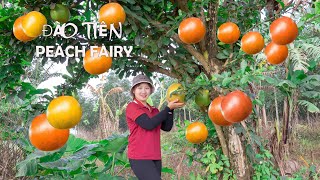 Harvesting Peach of the Immortals to the market sell    vegetable garden care! Lucia's daily life