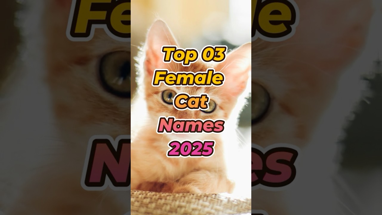 Top 3 Female Cat Names 2025 🐱✨ | Cutest Trending Cat Names 