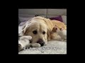 この時の大ゴールデンレトリバーはまさに最も悩ましい瞬間にあった #猫 #犬#科学解説#動物