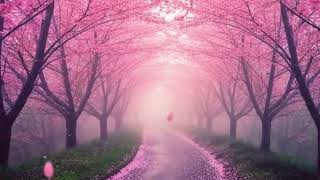 Misty Cherry Blossom Path