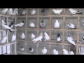 Iranian and Baku pigeons иранские и бакинские голуби ----Germany WOLF -1 whats app+491703898580