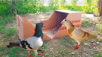 New Best Creative Pigeon Trap Make from Paper Box || DIY Easy Bird Trap