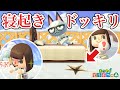 【あつ森】住民に寝起きドッキリ仕掛けてみた！【あつまれどうぶつの森】