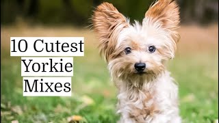 Yorkie Mixes | Top 10 Cutest