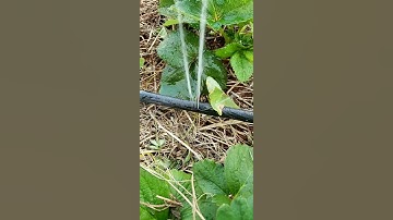 Repairing drip irrigation