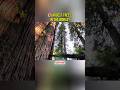 5 Largest Trees In The World