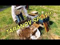 SPLITTING BEES | TARANOV Split | Cool!!!