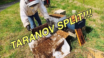 SPLITTING BEES | TARANOV Split | Cool!!!