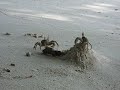 Crab Fight