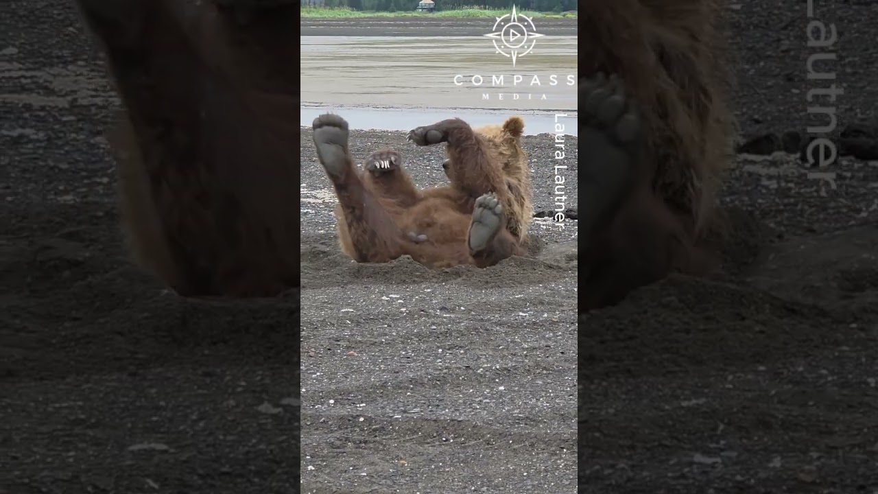 Bear Goes Viral for Funny Scratching Technique