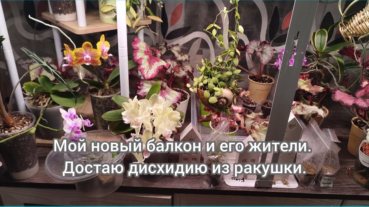 Мой новый балкон и его жители. Плюс растение. Достаю дисхидию из ракушки.