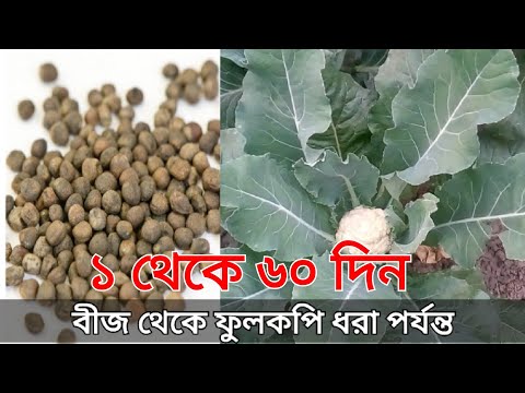 ভিডিও: বেসিক কারাতে কিভাবে বুঝবেন: 10 টি ধাপ (ছবি সহ)