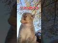 困っているリスを助けたら、、 #動物 #リス #animals #動物のいる暮らし