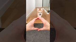 kucing lucu#funny #shortvideo #comedy #cat #shorts