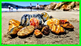 Avila Beach Rock Hunting | Central Coast Rockhounding Dream