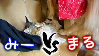 レトリバーまるくんと子猫みーちゃんの仁義なき戦い！