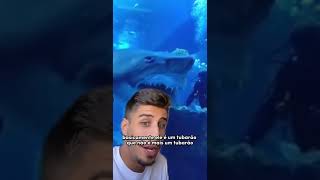 Bull Shark in the aquarium #shorts