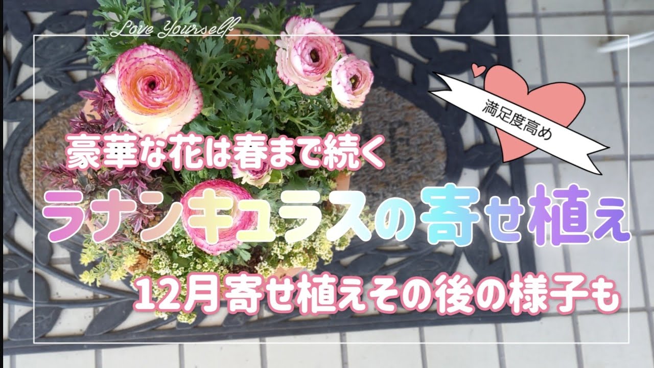 ラナンキュラス】冬～春まで楽しめます😊ビオラ&パンジーのその後の