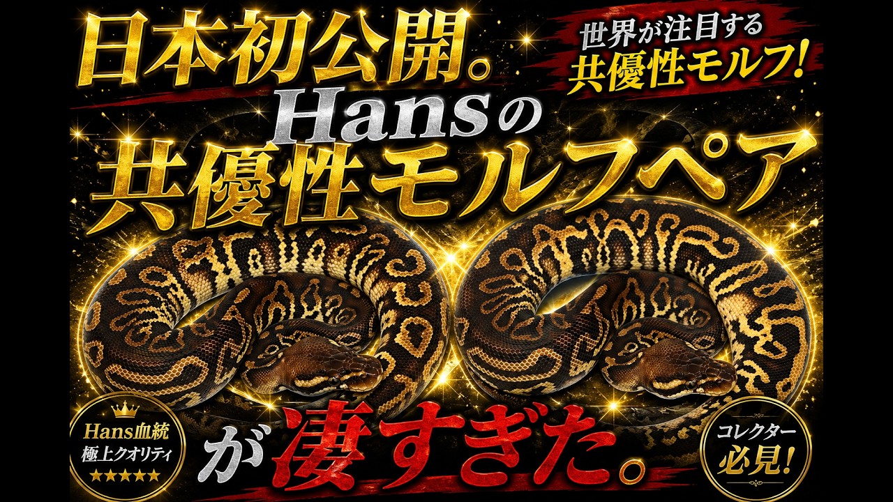 Japan premiere: Hans' co-dominant morph pair is incredible. | H2M