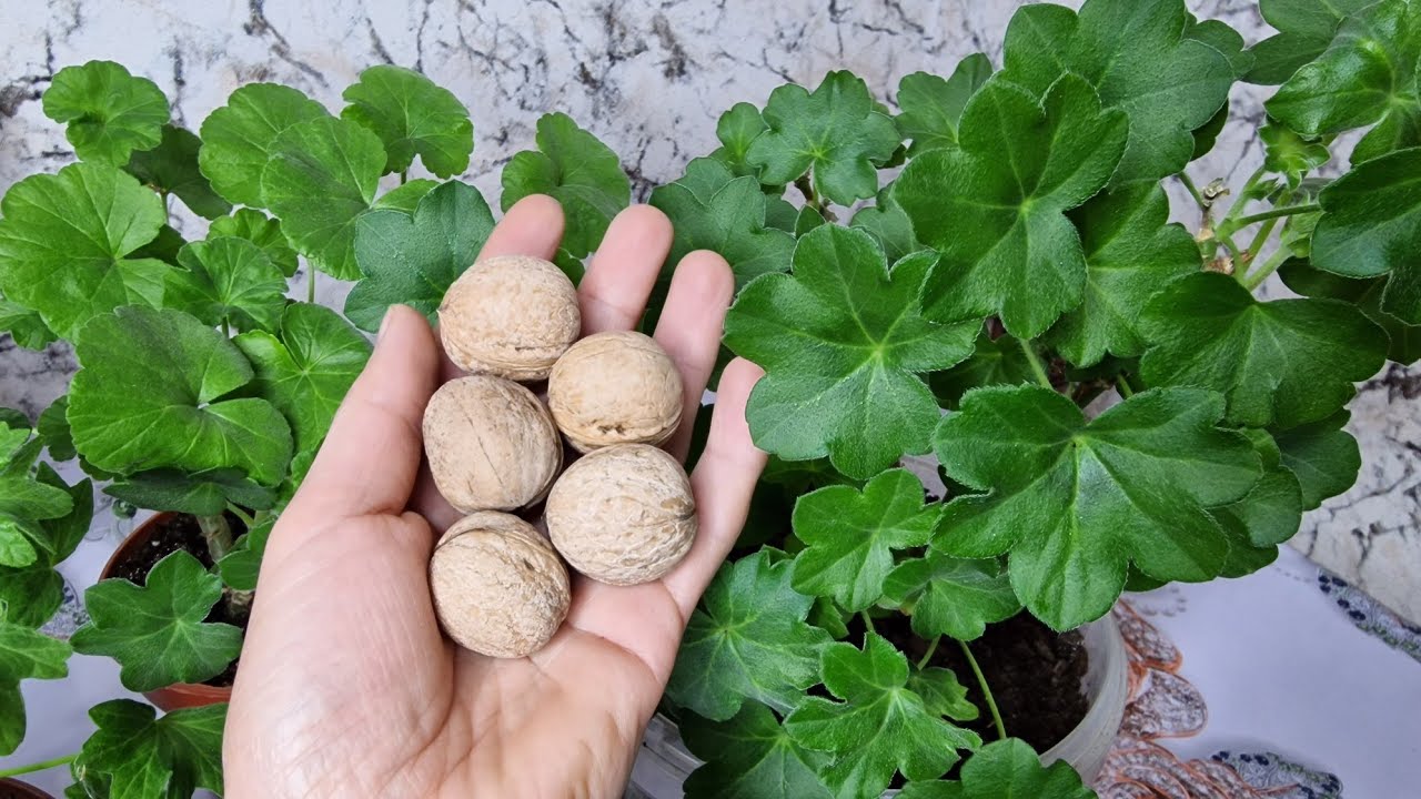 ASLA ÇÖPE ATMAYIN‼️Çiçekleriçin, 4 FAYDALI BESİNLER😉İnanılmaz Sonuç✅️Çiçek Çoşturan BEDAVA BESİN