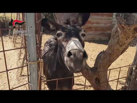 Zebre e canguri a Castelvetrano