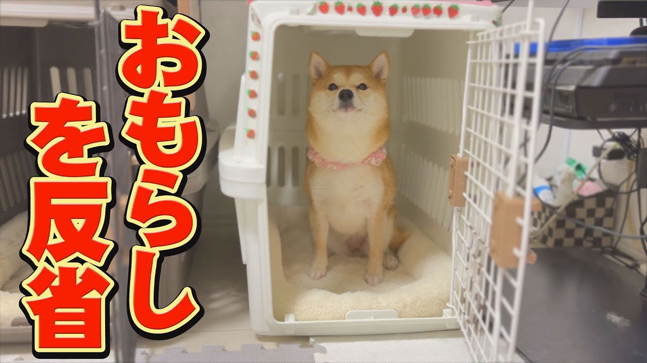 しば犬です。私の汗と涙が染み付いています。 自分がした失敗を、翌日も引きずる妹柴犬・・・ - YouTube