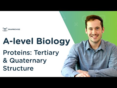 Proteins: Tertiary and Quaternary Structure | A-level Biology | OCR, AQA, Edexcel