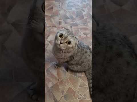 Утрений мяу от
