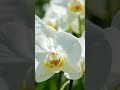 A lovely white orchid blooming gracefully #ambientmusic #flowers #cozynights