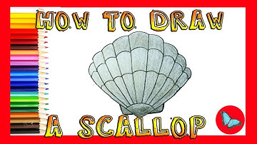 How To Draw A Scallop |Coloring and Drawing for Kids
