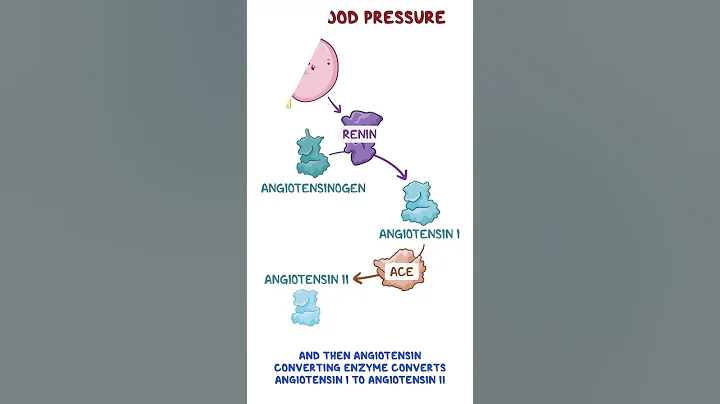 Renin-angiotensin-aldosterone system