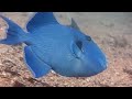 Dive into Dahab – A Gateway to the Underwater World!🐠✨