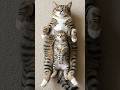 Baby Cat Copies Mom&rsquo;s Sleeping Pose 🐱💤 Too Cute!