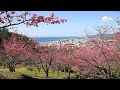 沖縄県　名護城公園の寒緋桜 2/3