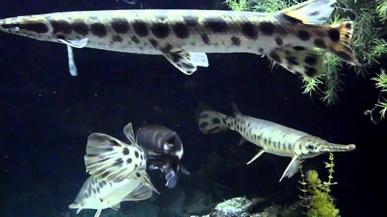 Gar Fish Pattern New Gar - Unusual Pattern... - YouTube