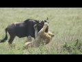 Lioness Kills Wildebeest