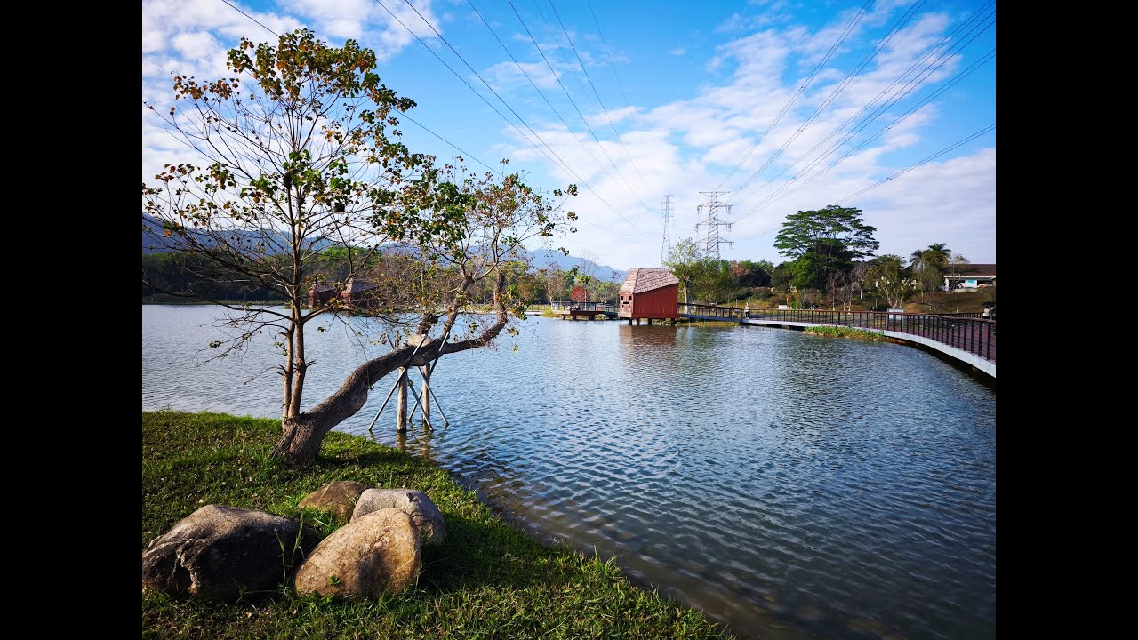 深圳九圍濕地公園，落羽松