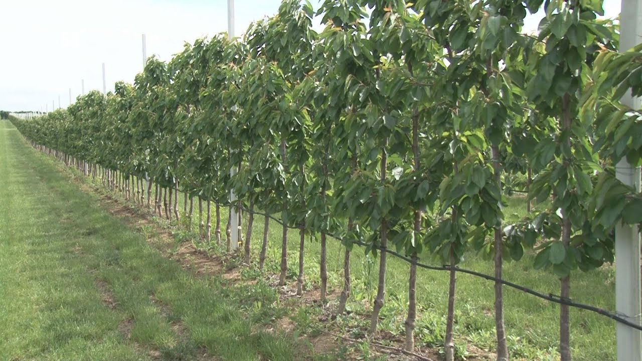 NEVIDJENO !TREŠNJA posadjena na razmak od 50 centimetara  - kao KUKURUZ - SPEKTAKL za voćare  - NOVO