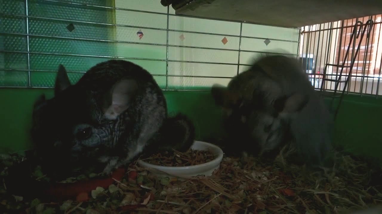 Chinchilla cub jump