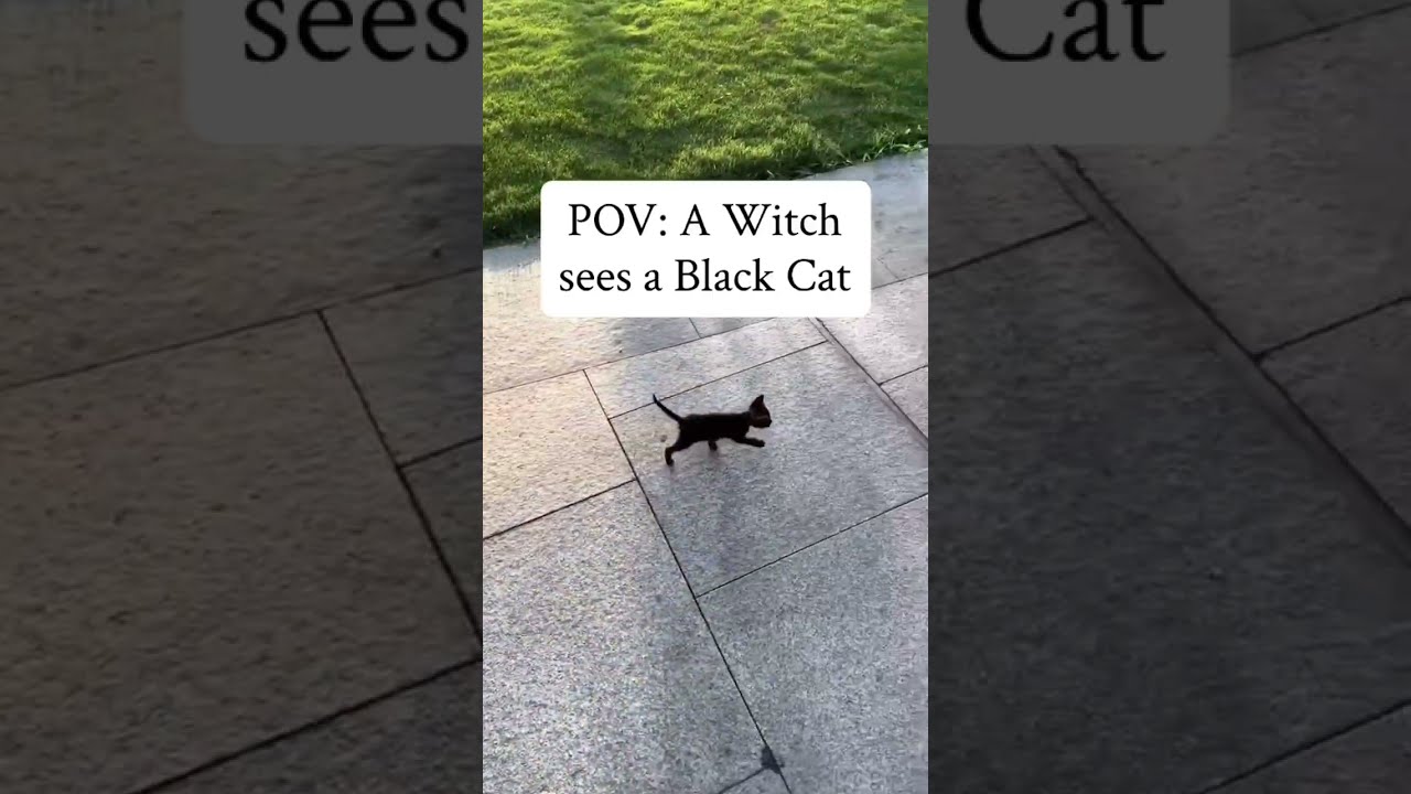 Black Cats And Witches 