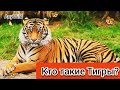 Кто такие Тигры?🐯 Интересные и Малоизвестные факты о Тиграх!AnyWild.