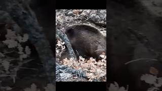 Встреча с кабаном лицом к лицу  опасная охота#охотник#охотавлесу#охотничьяжизнь#охотничийсезон