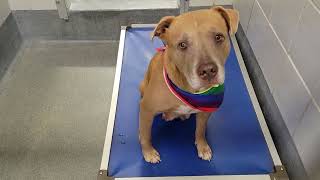 acs A677214