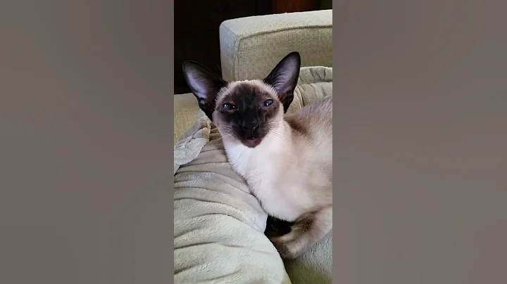 Video 1325901: sleepy siamese