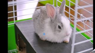 browse image n900